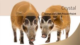  Presentation with pigs - Slides with front-view-of-two-bush background and a yellow colored foreground