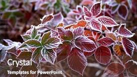  Presentation with frozen - Beautiful slide set featuring frost - frozen leafs - close up backdrop and a tawny brown colored foreground