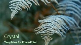  Presentation with eastern - Presentation design consisting of frost-bracken-natur-reserve-broumovske background and a tawny brown colored foreground