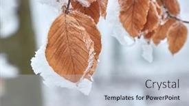  Presentation with autumn leaves - Presentation design with frost-on-autumn-leaves background and a lemonade colored foreground