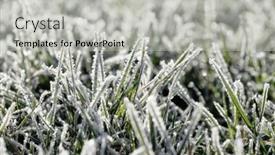  Presentation with winter ice - PPT layouts consisting of frost-on-the-plants-ice background and a light gray colored foreground