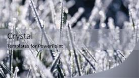  Presentation with winter ice - Presentation design featuring frost-on-the-plants-ice background and a light gray colored foreground