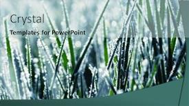  Presentation with winter ice - Slide set featuring frost-on-the-plants-ice background and a lemonade colored foreground