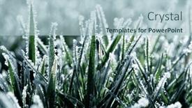  Presentation with winter ice - Presentation theme with frost-on-the-plants-ice background and a light blue colored foreground