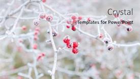  Presentation with berries - PPT theme having frost-red-berries-soft-focus background and a  colored foreground