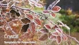  Presentation with frozen - Amazing presentation design having frost red leaves frozen leaves backdrop and a coral colored foreground