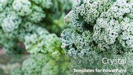  Presentation with cabbage - Presentation design with frosted-kale-cabbage background and a ocean colored foreground