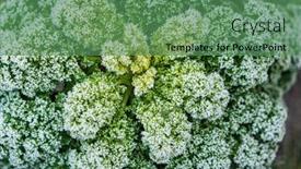  Presentation with cabbage - PPT theme having frosted-kale-cabbage background and a ocean colored foreground