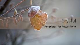  Presentation with fall leaves - 