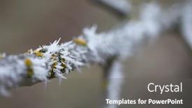  Presentation with branch - PPT layouts with frosty-tree-branch-in-winter background and a gray colored foreground