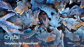  Presentation with oak - Cool new theme with frozen autumn oak leafage - abstract backdrop and a ocean colored foreground