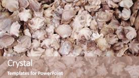  Presentation with frozen fish - Beautiful PPT layouts featuring frozen baby octopus in fish backdrop and a coral colored foreground