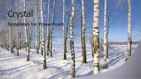  Presentation with deep blue - Amazing presentation design having frozen birch alley at winter adn deep blue sky backdrop and a seafoam green colored foreground