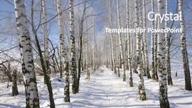  Presentation with deep blue - Audience pleasing PPT theme consisting of frozen birch alley at winter adn deep blue sky backdrop and a gray colored foreground