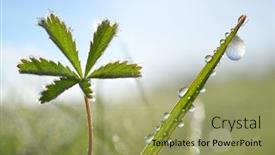  Presentation with blade - Cool new theme with frozen-drops-of-dew backdrop and a yellow colored foreground