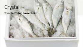 Presentation with ice frozen - Amazing PPT theme having frozen fish - bluefishes lying on ice backdrop and a light gray colored foreground