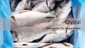  Presentation with frozen fish - PPT theme featuring frozen fish background and a mint green colored foreground