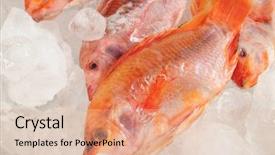  Presentation with frozen fish - PPT layouts having frozen fish background and a  colored foreground