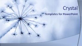  Presentation with light blue color - Amazing presentation theme having frozen flower in light blue backdrop and a sky blue colored foreground
