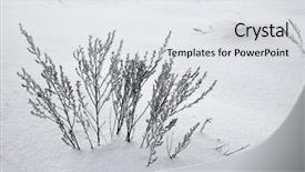  Presentation with sunshine - Slides enhanced with frozen grass in sunshine in cold winter background and a light gray colored foreground