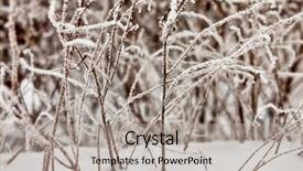  Presentation with sunshine - Slide set with frozen grass in sunshine in cold winter background and a light gray colored foreground