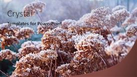  Presentation with hydrangea - PPT theme enhanced with frozen-hydrangea-flowers background and a light blue colored foreground