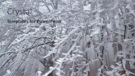  Presentation with frozen - Presentation consisting of frozen-icy-branches-of-shrubs background and a light gray colored foreground