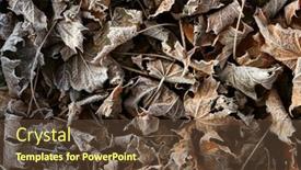  Presentation with frozen - PPT layouts consisting of frozen-leaves-background background and a tawny brown colored foreground