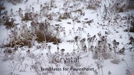  Presentation with frozen - Cool new presentation design with frozen-meadow-dry-grasses-covered backdrop and a light gray colored foreground