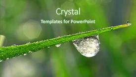  Presentation with dew - Presentation enhanced with frozen morning dew background and a tawny brown colored foreground