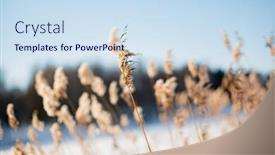  Presentation with ice frozen - Presentation design enhanced with frozen-reeds-on-a-branch background and a sky blue colored foreground