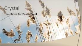  Presentation with ice frozen - Slide deck with frozen-reeds-on-a-branch background and a soft green colored foreground