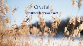  Presentation with ice frozen - PPT layouts having frozen-reeds-on-a-branch background and a sky blue colored foreground