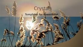  Presentation with ice frozen - PPT theme enhanced with frozen-reeds-on-a-branch background and a coral colored foreground