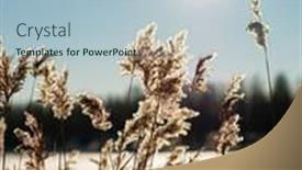  Presentation with ice frozen - Presentation theme with frozen-reeds-on-a-branch background and a light blue colored foreground