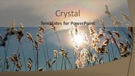  Presentation with ice frozen - PPT theme featuring frozen-reeds-on-a-branch background and a coral colored foreground