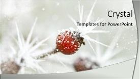  Presentation with ice crystals - PPT theme featuring frozen rose bud with ice background and a white colored foreground