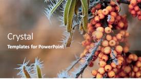  Presentation with fall leaves - PPT theme featuring frozen-sea-buckthorn-berries background and a coral colored foreground