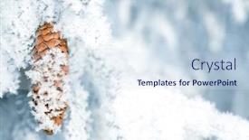  Presentation with spruce - Amazing PPT theme having frozen spruce branch with cone close up winter background backdrop and a sky blue colored foreground