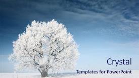  Presentation with winter blue - Presentation consisting of frozen tree on winter field background and a sky blue colored foreground