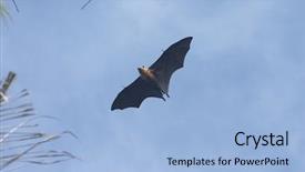  Presentation with normal - Cool new presentation with fruit bat or flying fox backdrop and a light blue colored foreground