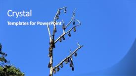  Presentation with sri lanka - Beautiful presentation design featuring fruit bats - big fly fox on old backdrop and a cobalt blue colored foreground