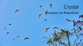  Presentation with philippines - Presentation theme consisting of fruit bats flying palawan philippines background and a light blue colored foreground