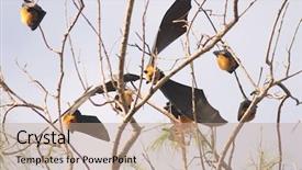  Presentation with fruit tree - PPT theme featuring fruit bats or flying fox background and a  colored foreground