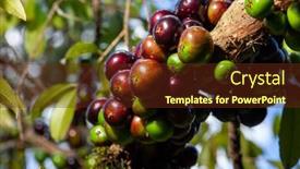  Presentation with fruit tree - Cool new PPT layouts with fruit-exotic-jabuticaba backdrop and a tawny brown colored foreground