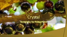  Presentation with fruit tree - Slide set consisting of fruit-exotic-jabuticaba background and a tawny brown colored foreground