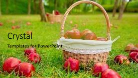  Presentation with fruit farm - PPT layouts consisting of fruit farm - apples in basket background and a gold colored foreground