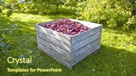  Presentation with bin - PPT theme featuring fruit farm - bin of freshly picked apples background and a tawny brown colored foreground