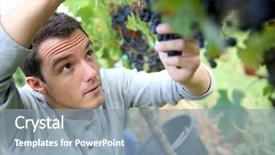  Presentation with grape vine black grapes - Beautiful PPT theme featuring fruit farm - man in vineyard picking grapes backdrop and a light blue colored foreground
