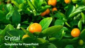  Presentation with nature - Beautiful presentation theme featuring fruit farm - mandarin in nature shallow dof backdrop and a forest green colored foreground
